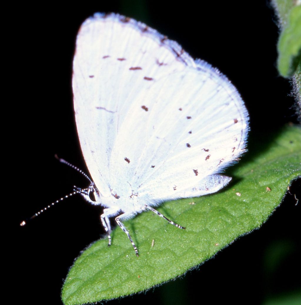 Celastrina ? (125)